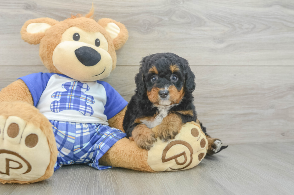 6 week old Mini Bernedoodle Puppy For Sale - Fairfield Furbabies