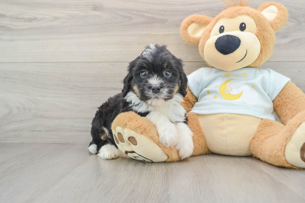 Mini Bernedoodle Puppy for Adoption