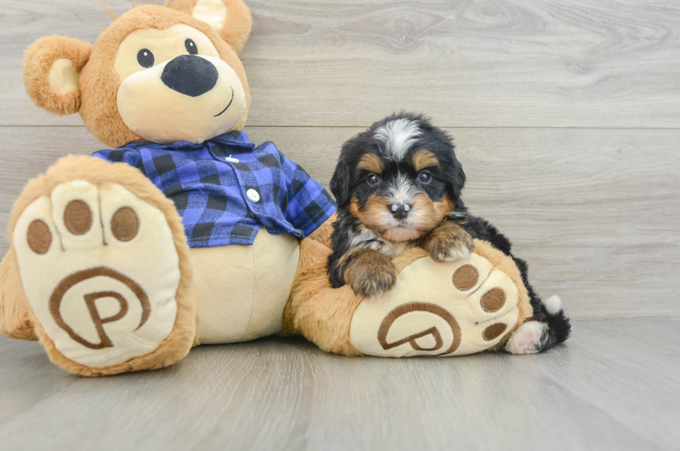 7 week old Mini Bernedoodle Puppy For Sale - Fairfield Furbabies