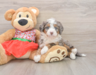 6 week old Mini Bernedoodle Puppy For Sale - Fairfield Furbabies