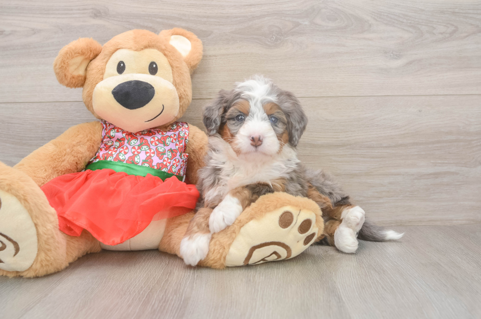 6 week old Mini Bernedoodle Puppy For Sale - Fairfield Furbabies