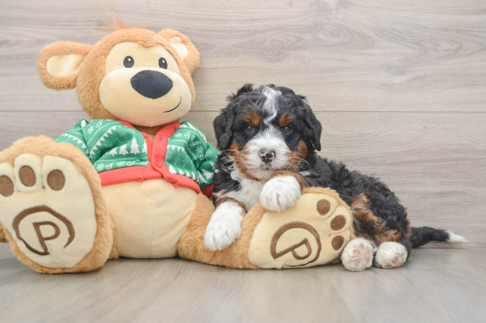 Mini Bernedoodle Pup Being Cute