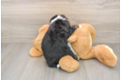 Best Mini Bernedoodle Baby