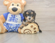 5 week old Mini Bernedoodle Puppy For Sale - Fairfield Furbabies