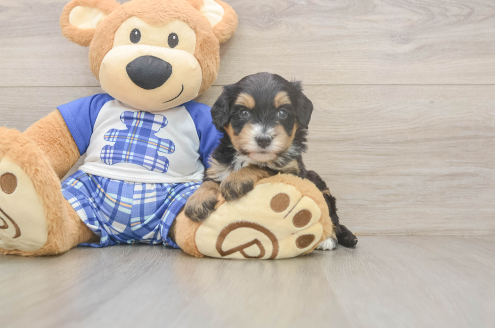 5 week old Mini Bernedoodle Puppy For Sale - Fairfield Furbabies