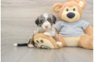 Little Bernese Doodle Poodle Mix Puppy