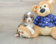 7 week old Mini Bernedoodle Puppy For Sale - Fairfield Furbabies