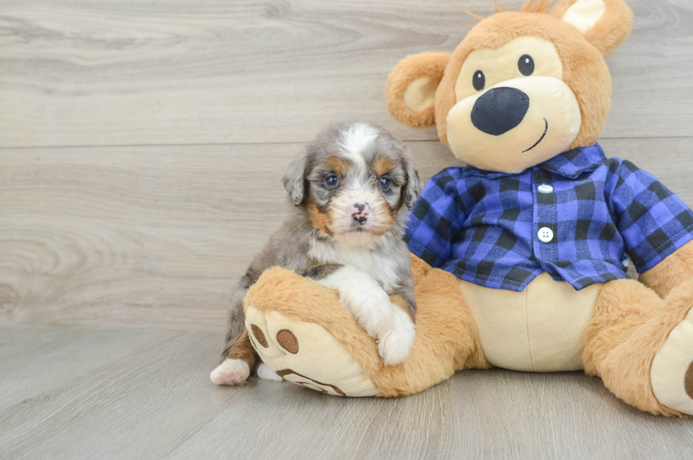 7 week old Mini Bernedoodle Puppy For Sale - Fairfield Furbabies