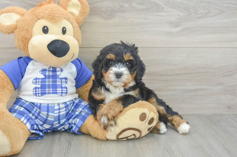 6 week old Mini Bernedoodle Puppy For Sale - Fairfield Furbabies