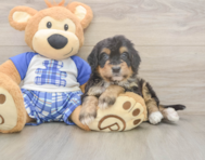 5 week old Mini Bernedoodle Puppy For Sale - Fairfield Furbabies