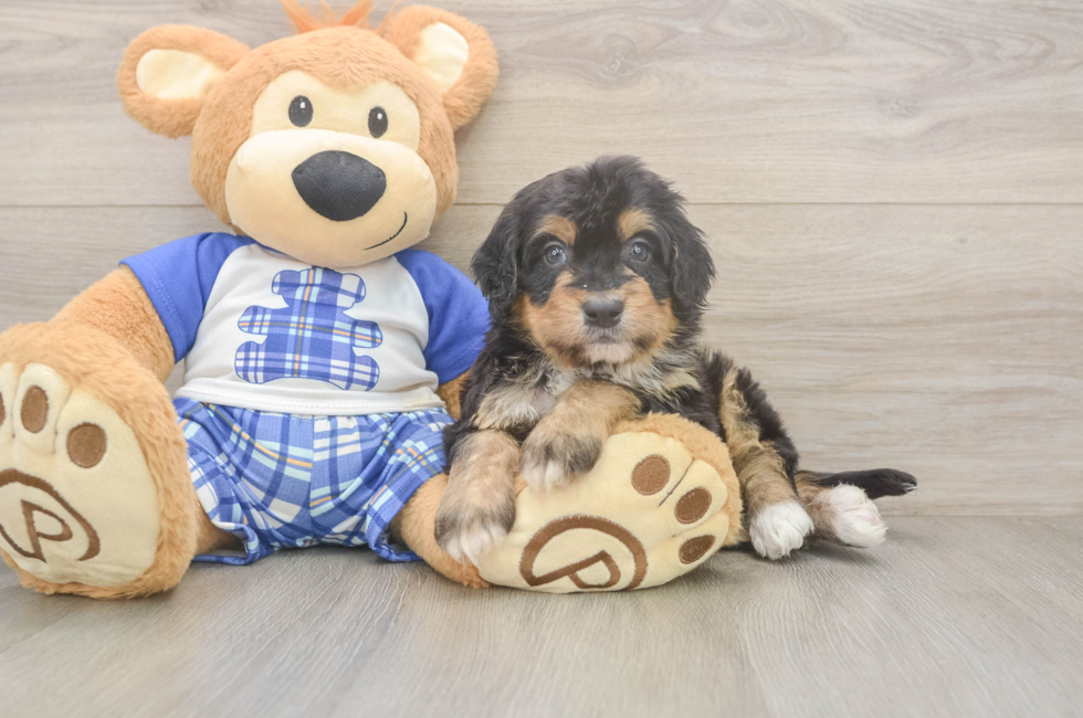 5 week old Mini Bernedoodle Puppy For Sale - Fairfield Furbabies