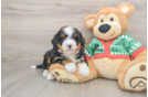 Popular Mini Bernedoodle Poodle Mix Pup