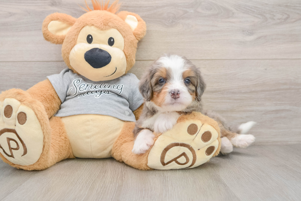 Hypoallergenic Bernadoodle Poodle Mix Puppy
