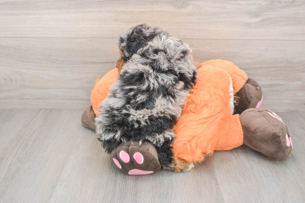 Best Mini Bernedoodle Baby