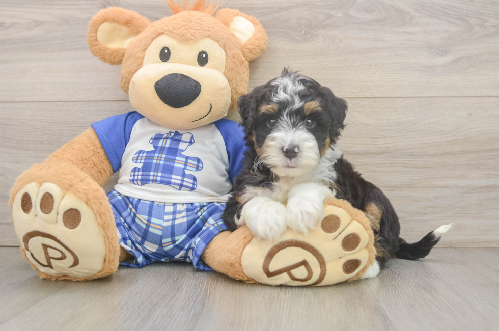7 week old Mini Bernedoodle Puppy For Sale - Fairfield Furbabies