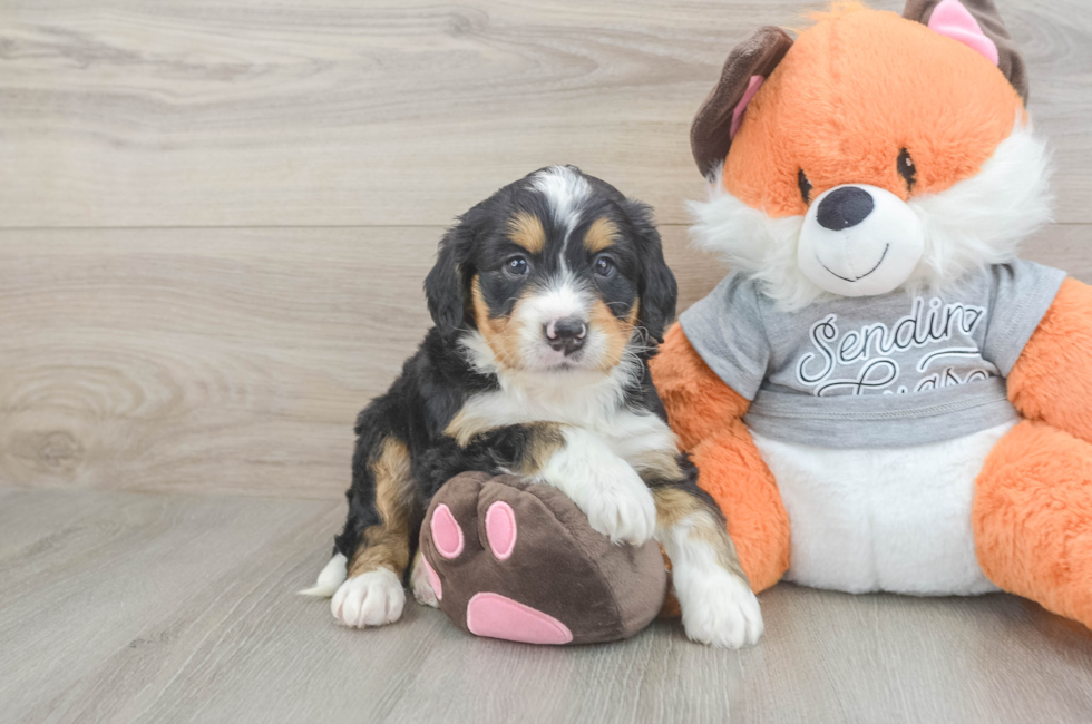 7 week old Mini Bernedoodle Puppy For Sale - Fairfield Furbabies