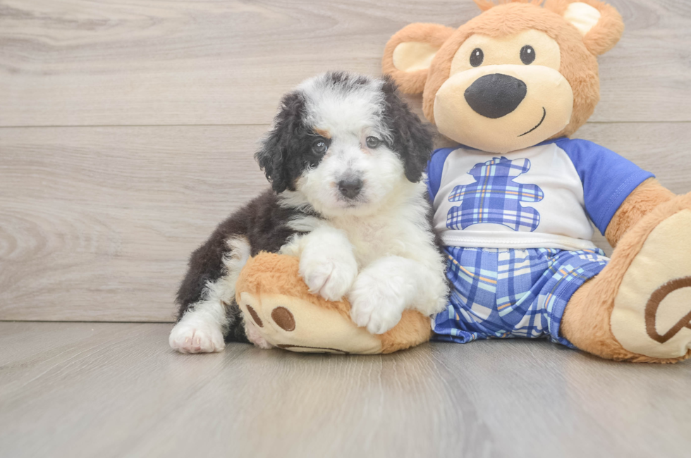7 week old Mini Bernedoodle Puppy For Sale - Fairfield Furbabies