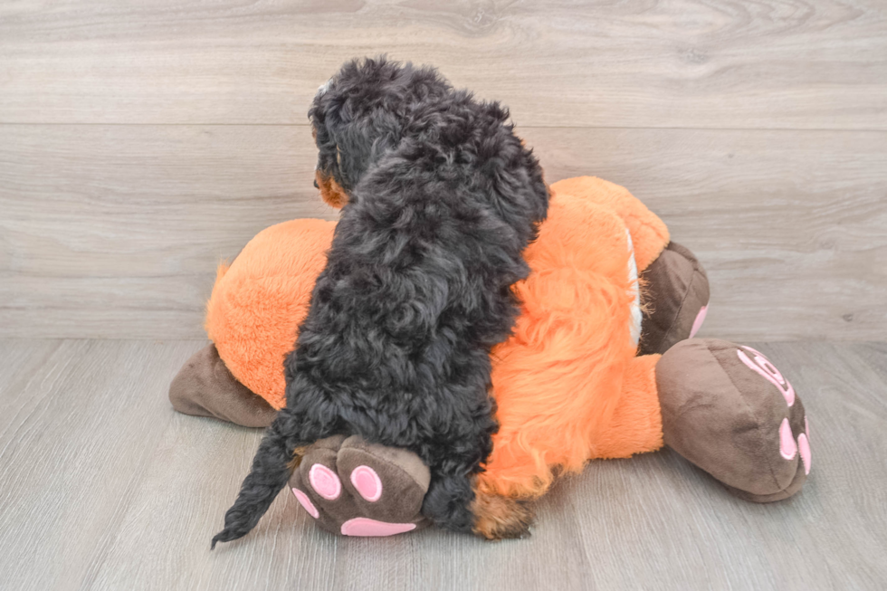 Mini Bernedoodle Pup Being Cute