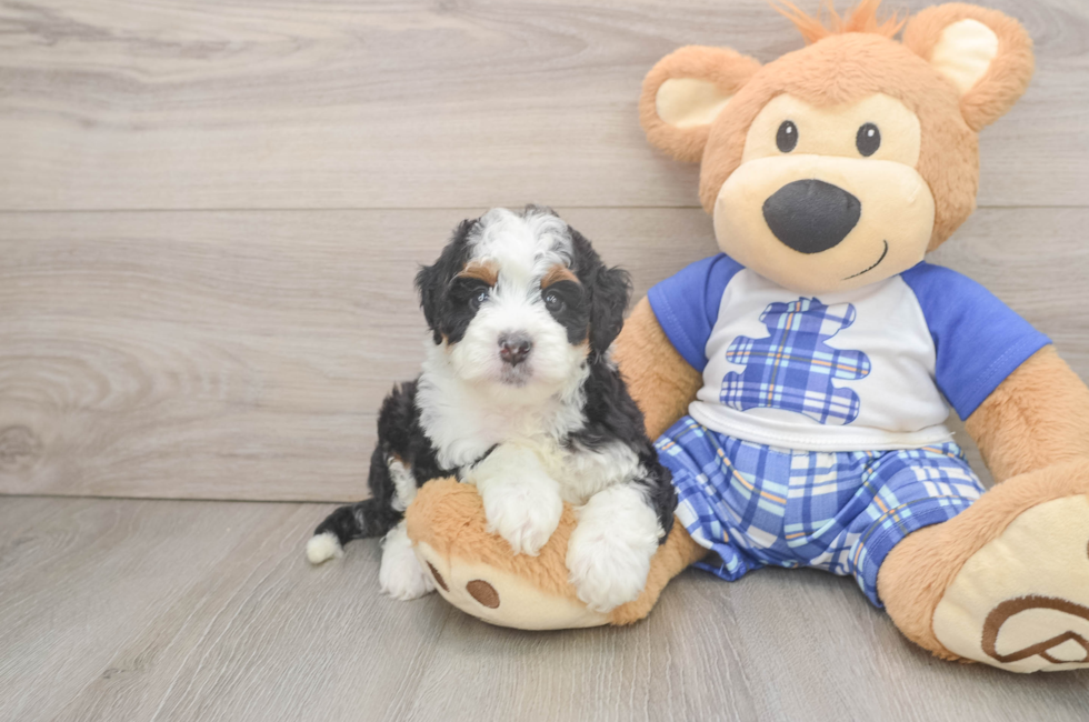 7 week old Mini Bernedoodle Puppy For Sale - Fairfield Furbabies