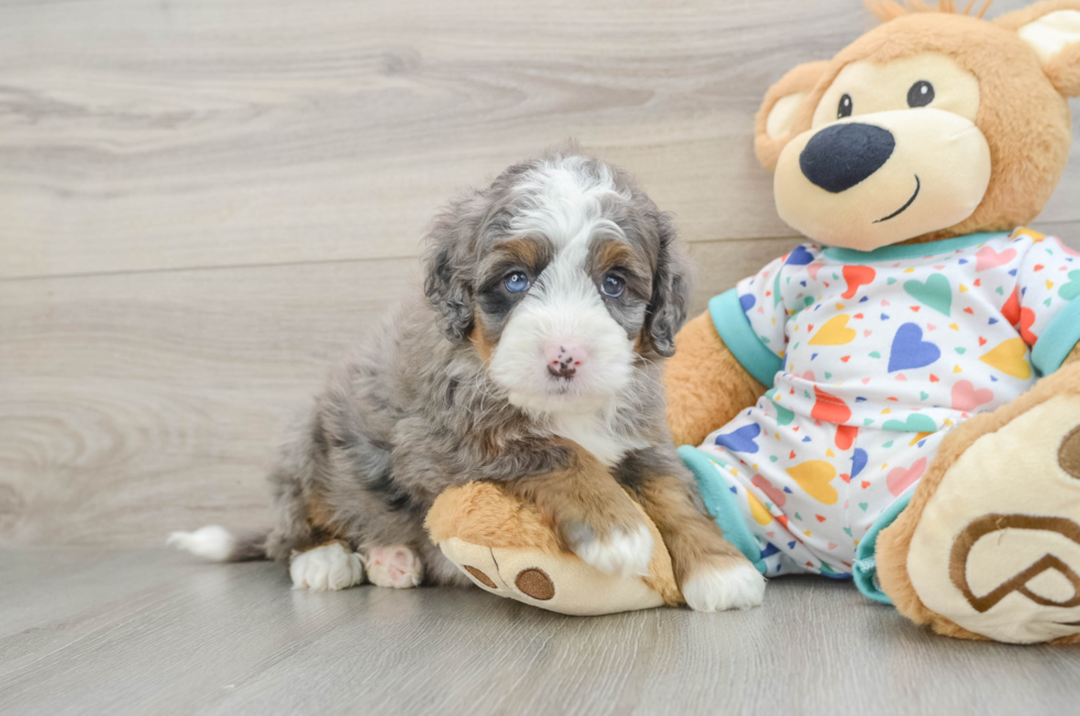 7 week old Mini Bernedoodle Puppy For Sale - Fairfield Furbabies