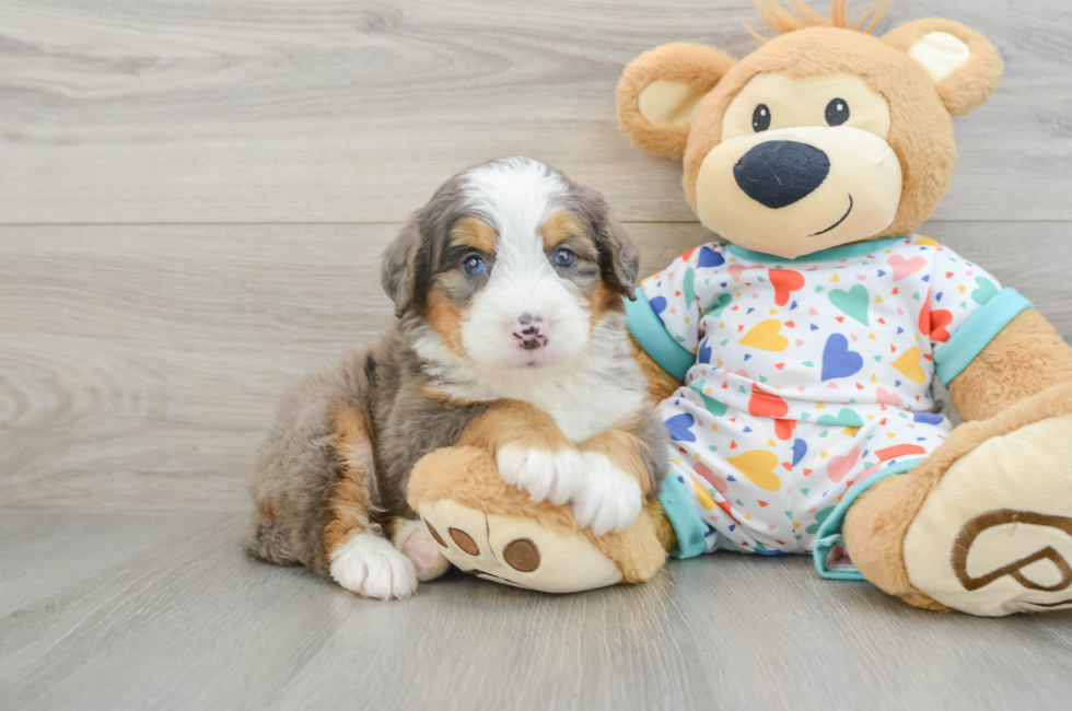 7 week old Mini Bernedoodle Puppy For Sale - Fairfield Furbabies