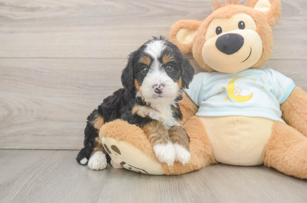 6 week old Mini Bernedoodle Puppy For Sale - Fairfield Furbabies