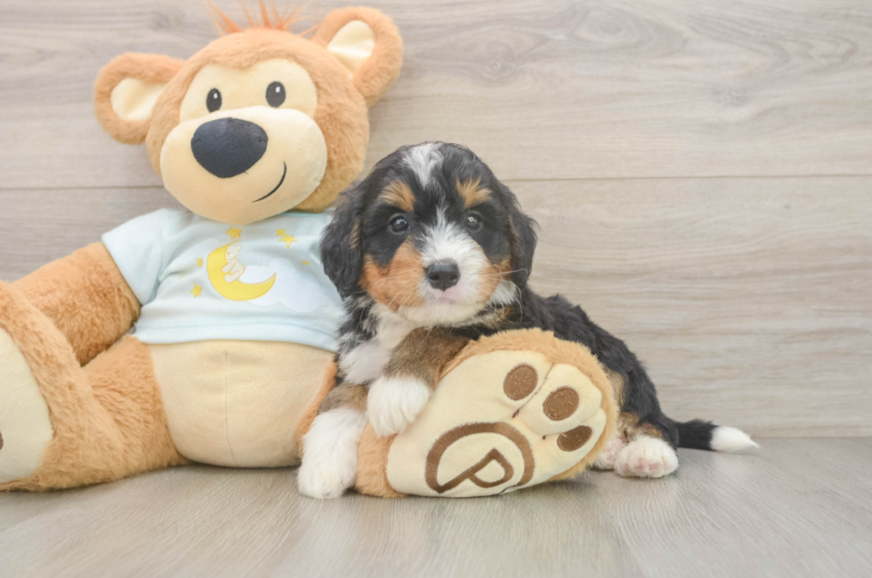 6 week old Mini Bernedoodle Puppy For Sale - Fairfield Furbabies