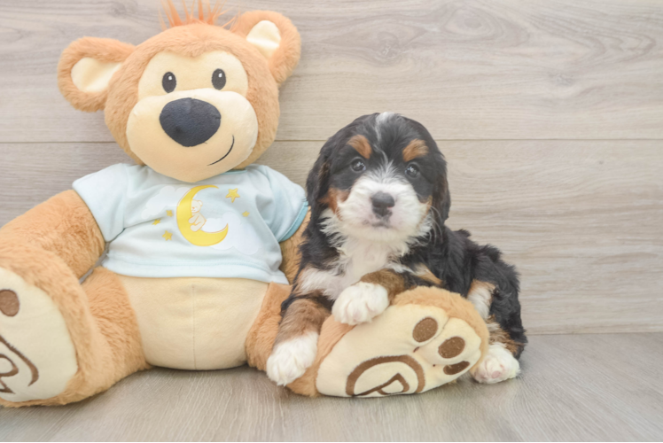 Hypoallergenic Mini Bernepoo Poodle Mix Puppy