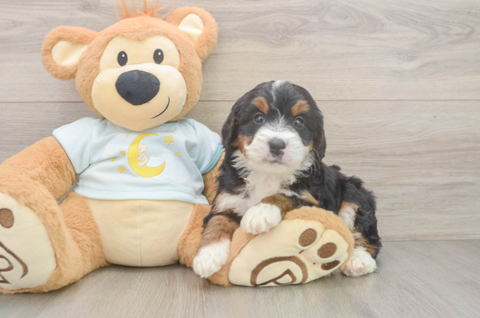 6 week old Mini Bernedoodle Puppy For Sale - Fairfield Furbabies