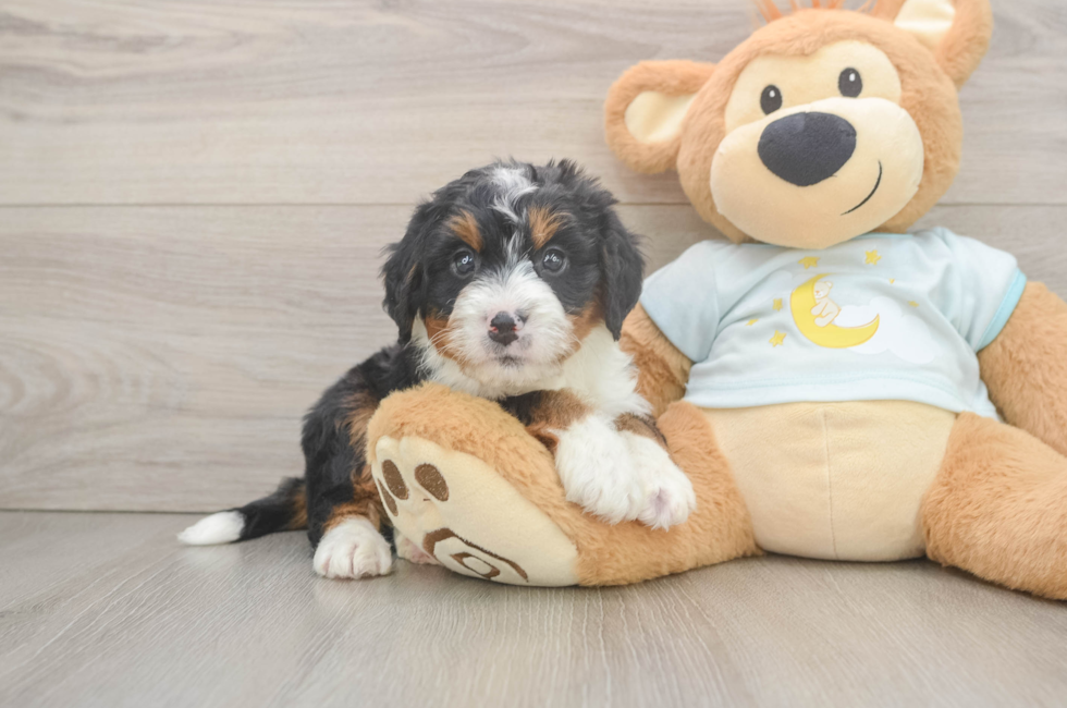 6 week old Mini Bernedoodle Puppy For Sale - Fairfield Furbabies