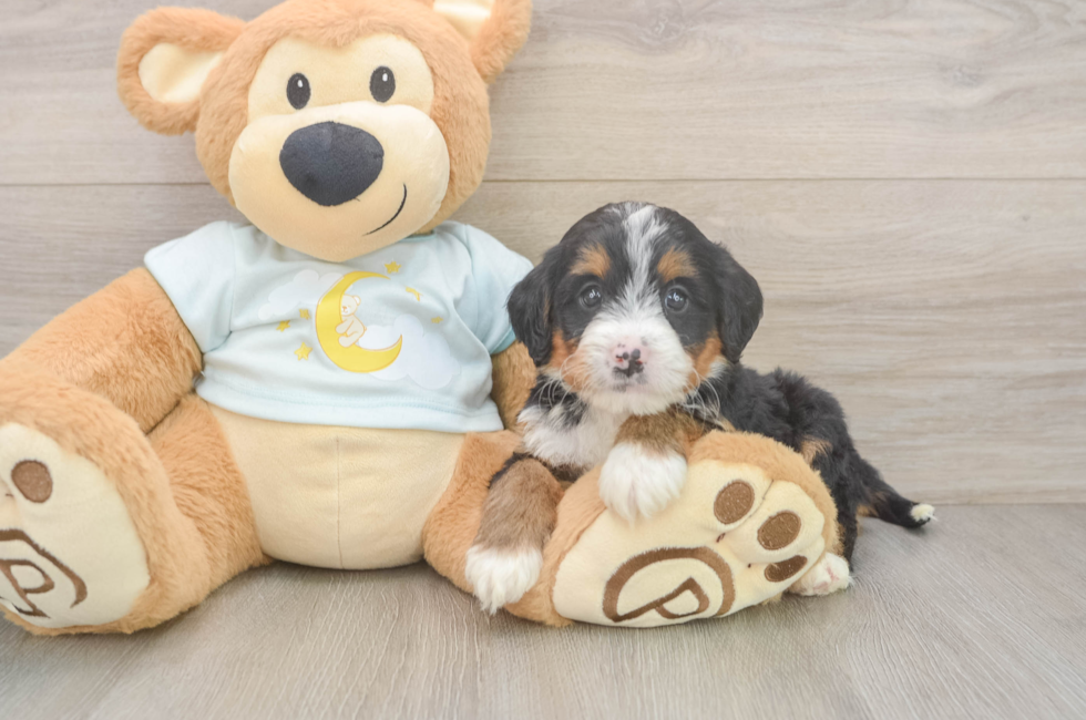 6 week old Mini Bernedoodle Puppy For Sale - Fairfield Furbabies