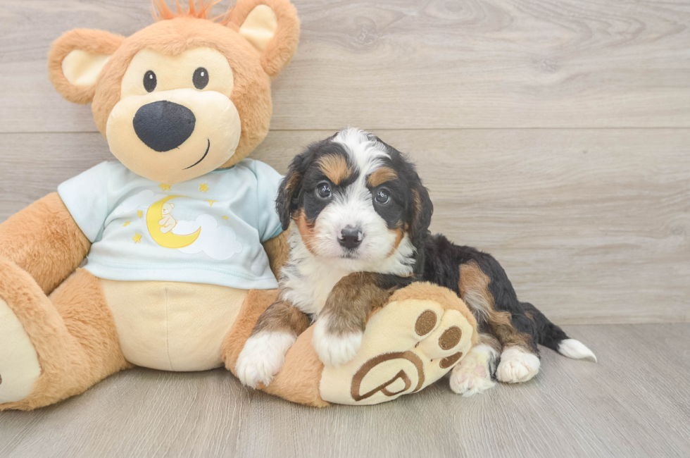 6 week old Mini Bernedoodle Puppy For Sale - Fairfield Furbabies