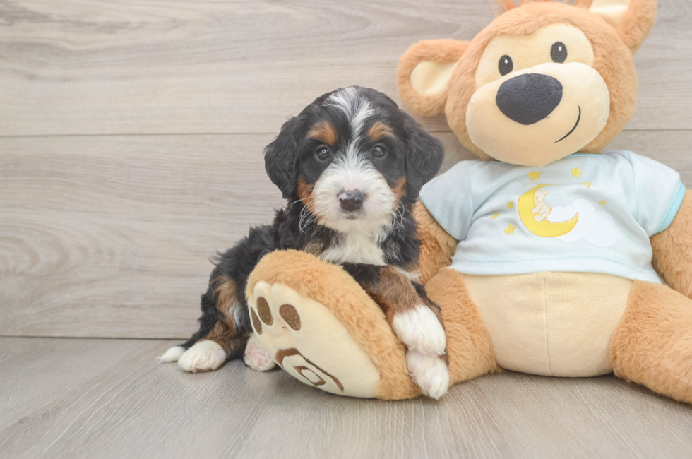 6 week old Mini Bernedoodle Puppy For Sale - Fairfield Furbabies
