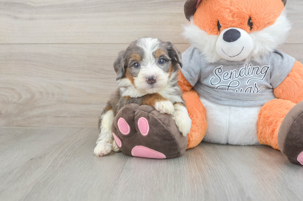 5 week old Mini Bernedoodle Puppy For Sale - Fairfield Furbabies