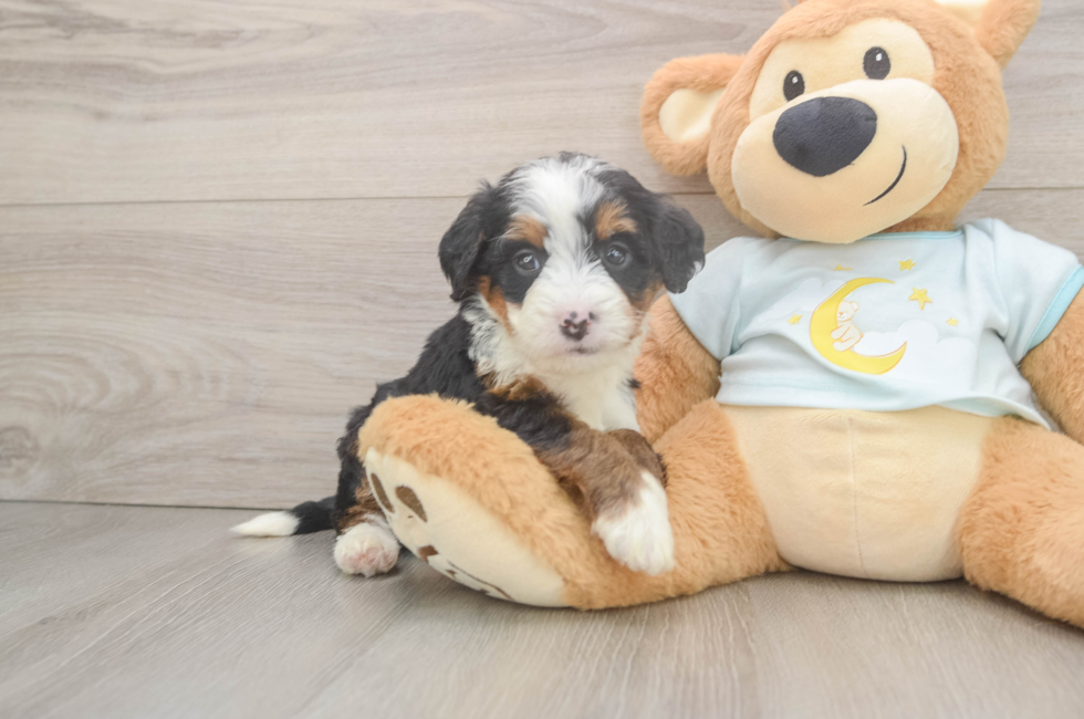 6 week old Mini Bernedoodle Puppy For Sale - Fairfield Furbabies