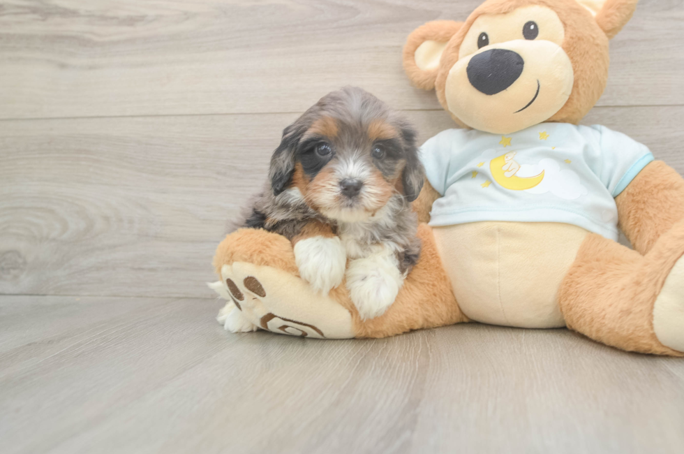 6 week old Mini Bernedoodle Puppy For Sale - Fairfield Furbabies