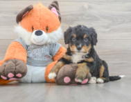 8 week old Mini Bernedoodle Puppy For Sale - Fairfield Furbabies