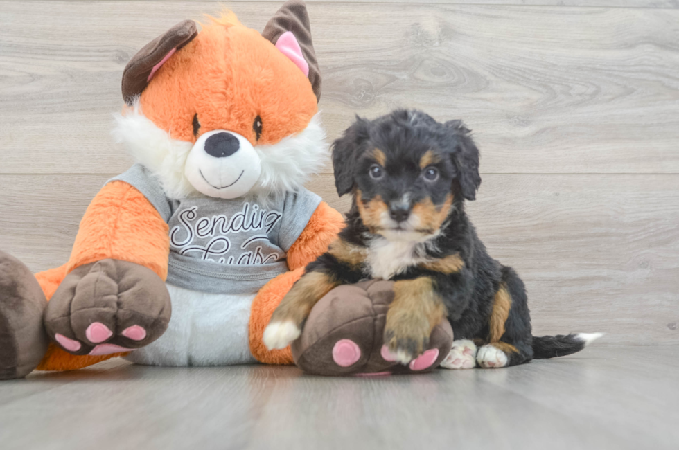 5 week old Mini Bernedoodle Puppy For Sale - Fairfield Furbabies