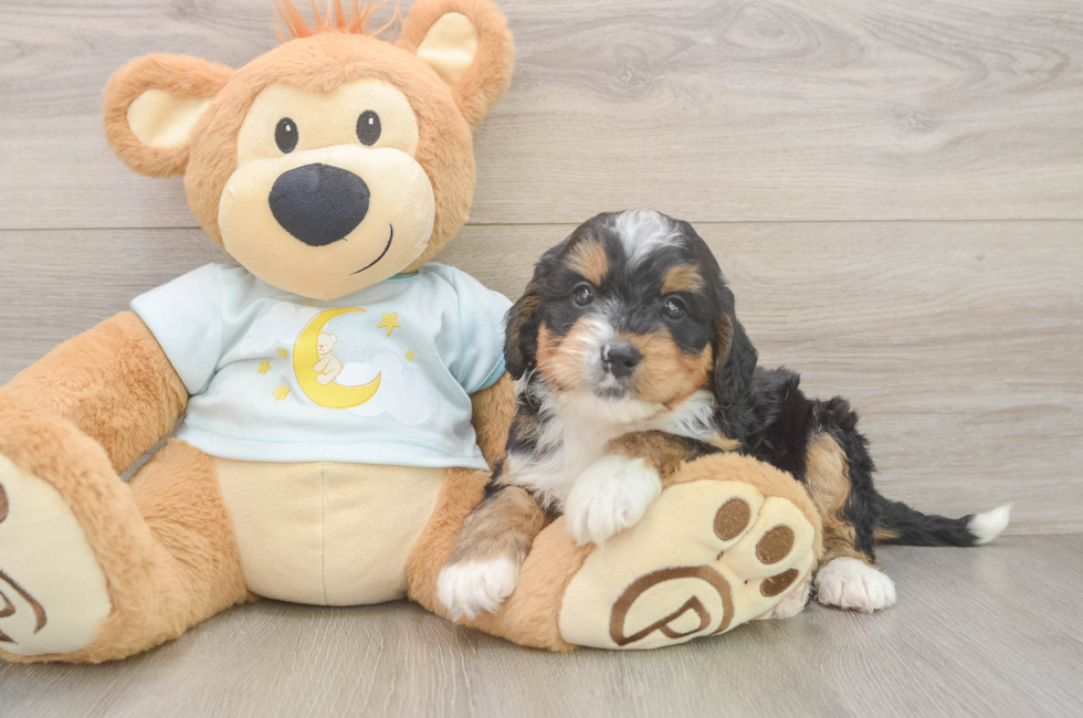 6 week old Mini Bernedoodle Puppy For Sale - Fairfield Furbabies