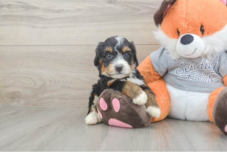 Little Mini Bernesedoodle Poodle Mix Puppy