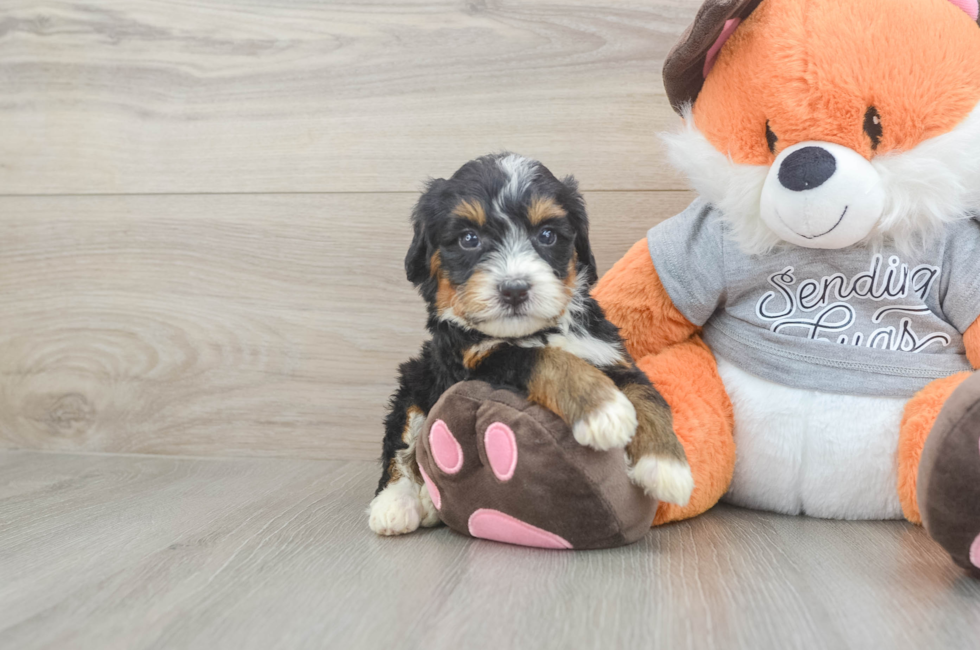 5 week old Mini Bernedoodle Puppy For Sale - Fairfield Furbabies