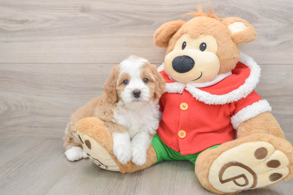 Popular Mini Bernedoodle Poodle Mix Pup