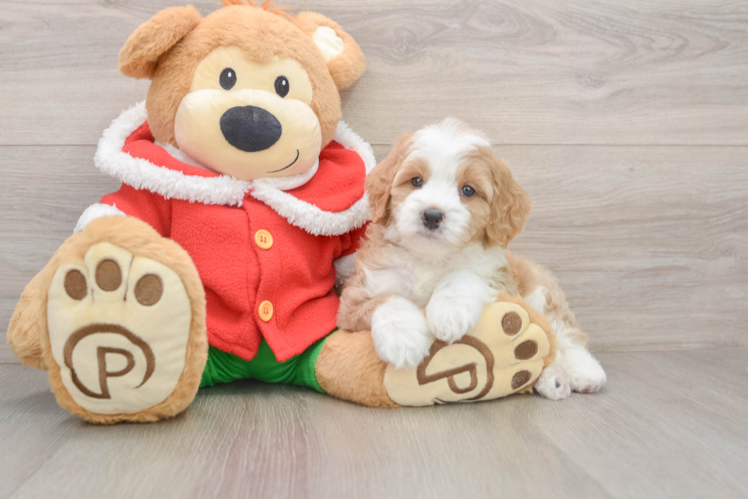 Hypoallergenic Mini Bernesedoodle Poodle Mix Puppy