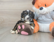 8 week old Mini Bernedoodle Puppy For Sale - Fairfield Furbabies