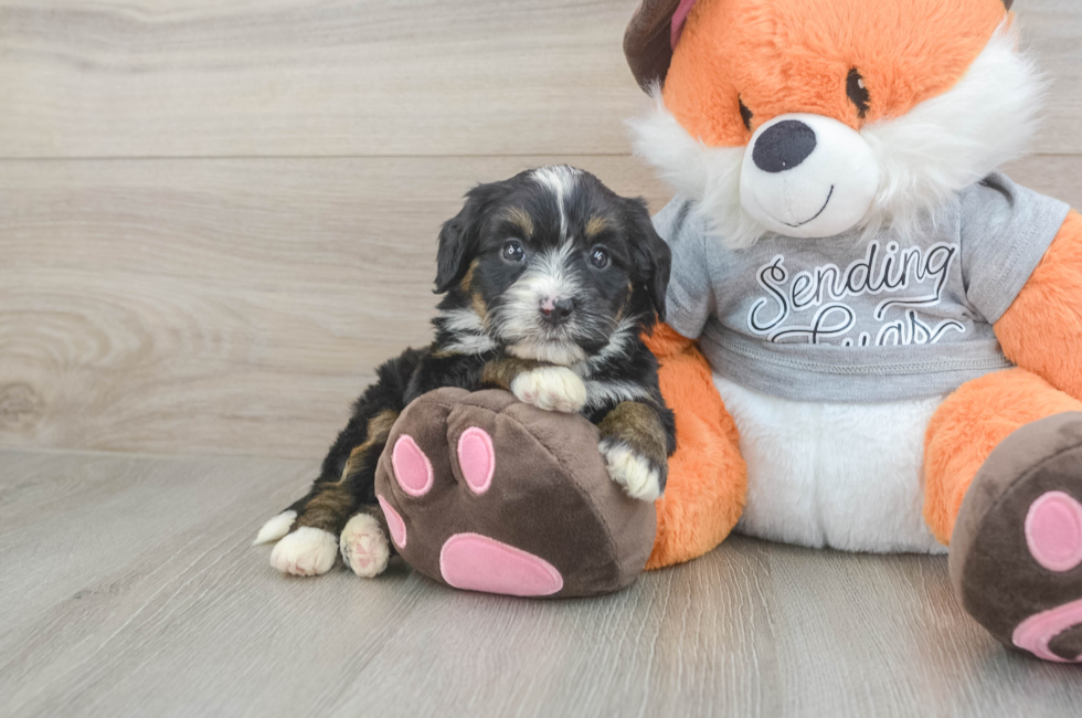 5 week old Mini Bernedoodle Puppy For Sale - Fairfield Furbabies