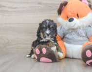 8 week old Mini Bernedoodle Puppy For Sale - Fairfield Furbabies