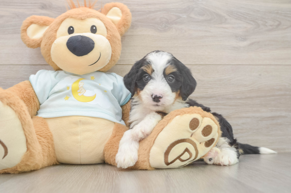 6 week old Mini Bernedoodle Puppy For Sale - Fairfield Furbabies