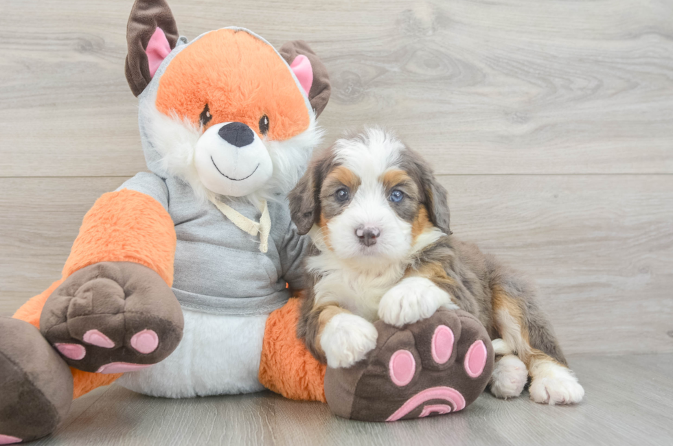 6 week old Mini Bernedoodle Puppy For Sale - Fairfield Furbabies