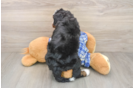 Best Mini Bernedoodle Baby