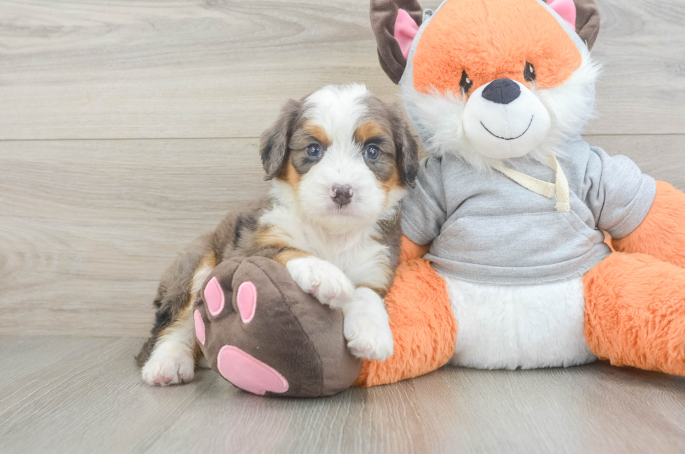 6 week old Mini Bernedoodle Puppy For Sale - Fairfield Furbabies